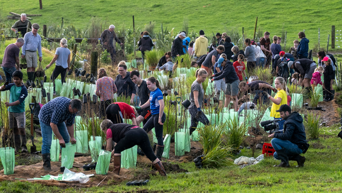 Photo of a group of locals doing stream restoration planting at Meola Creek