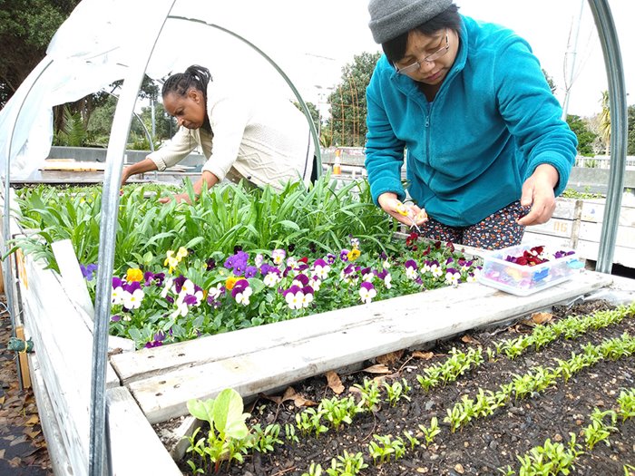 Photo of urban market gardeners harvesting mung beans