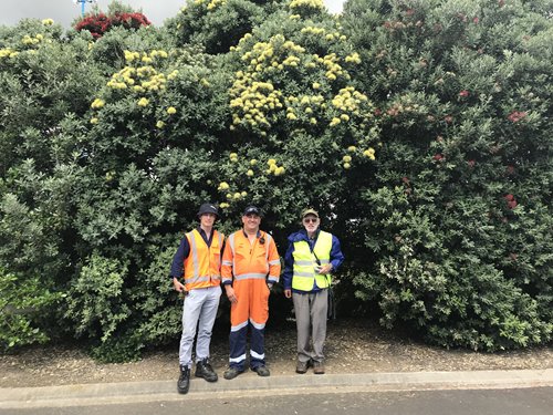 From left: Environmental technician Liam Templeton, Māngere plant operator Phil Brown and botanist Dr Mike Wilcox with the yellow pohutukawa.