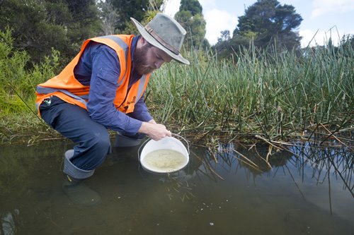 Watercare dam technician, Gareth Whittington releases native whitebait and juvenile eels into Lower Nihotupu Dam.